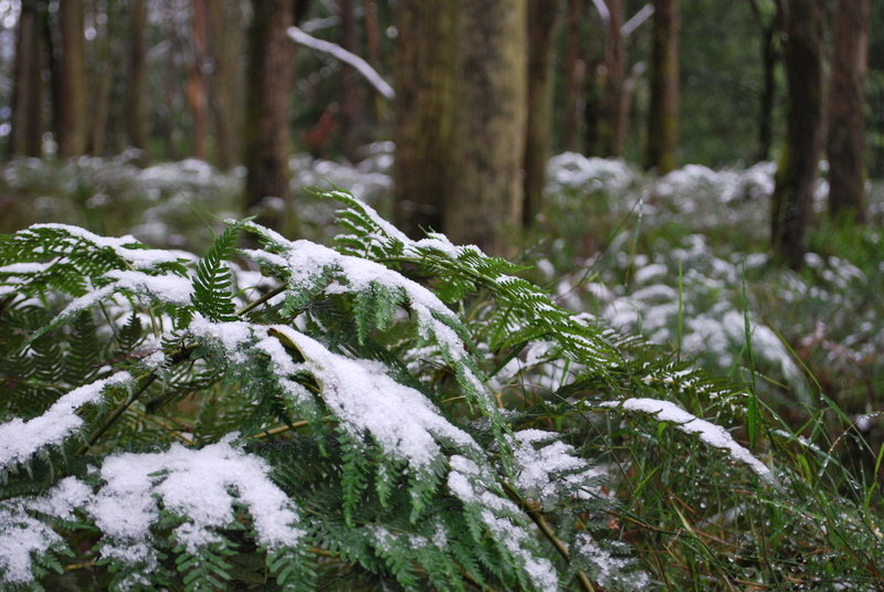 Snow in the forest